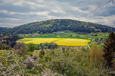 Scenic view of field against sky