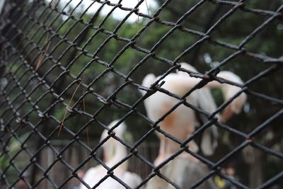 Close-up of chainlink fence