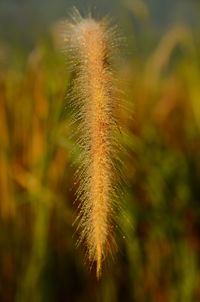 Close-up of grass growing on field against sky