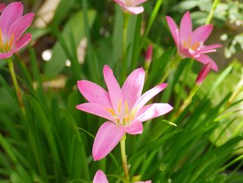 Close-up of pink flowering plant