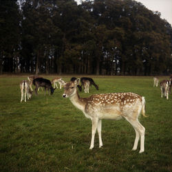 Deer in a field