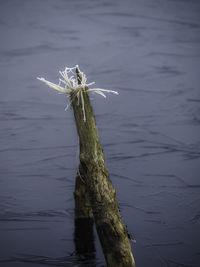 Close-up of tree by wooden post in lake