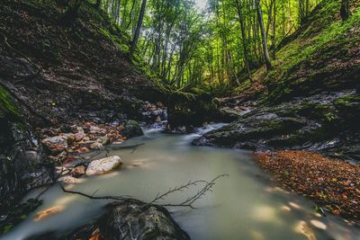 Stream flowing through rocks in forest