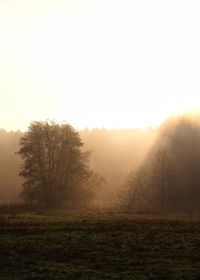 Tree on field against sky during foggy weather