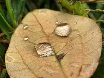 Close-up of tree stump