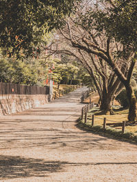 Footpath amidst trees and plants growing on road