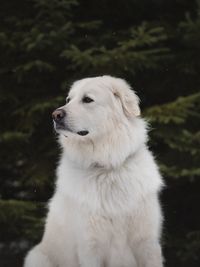 Close-up of white dog by water