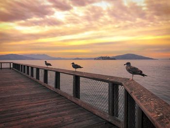 Seagulls perching on railing by sea against sky during sunset