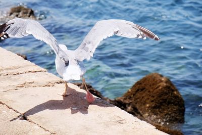 Bird on beach