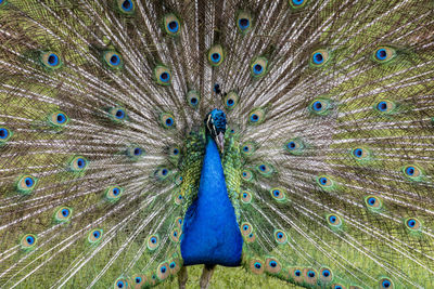 Close-up of peacock