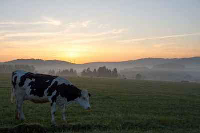 Cow at sunset