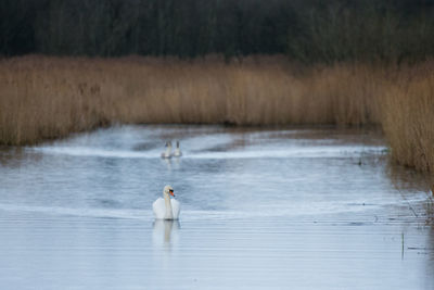 Swan swimming on lake