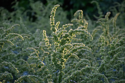 Close-up of fresh green plant