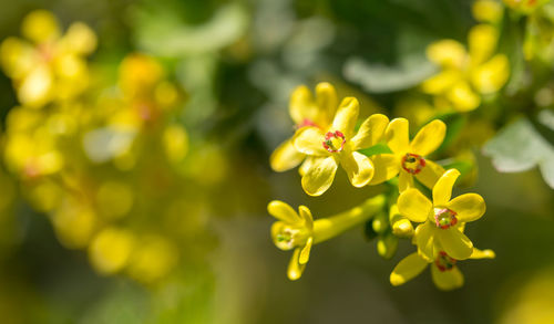 Close-up of yellow flowering plant