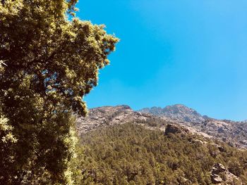 Low angle view of trees against clear blue sky