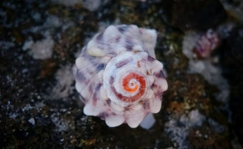 Close-up of jellyfish in sea