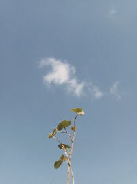 Low angle view of flowering plant against sky