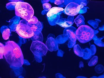 Jellyfish in sea