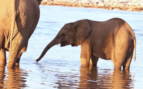 Elephant drinking water in a lake