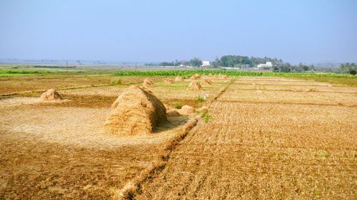 Scenic view of agricultural field against clear sky