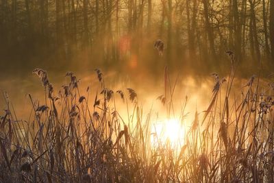 Panoramic view of trees growing on field at sunset