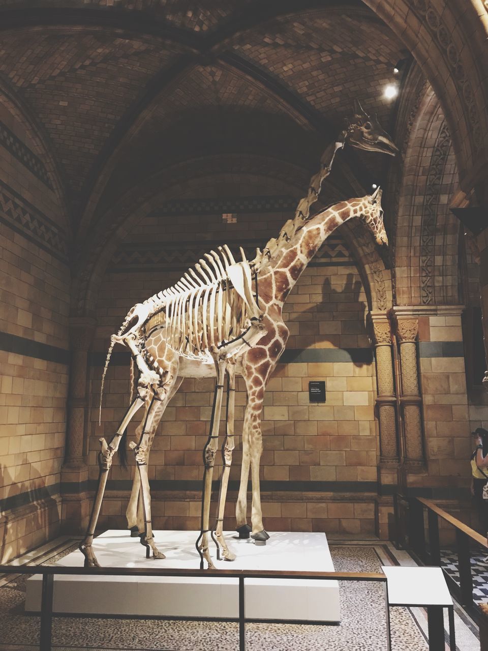 architecture, animal representation, bone, built structure, dinosaur, art and craft, representation, animal skeleton, sculpture, museum, extinct, animal, animal body part, no people, animal themes, indoors, the past, history, creativity, ancient, paleontology, archaeology, animal head