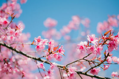 Close-up of pink cherry blossom tree