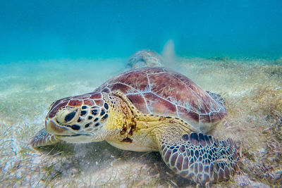 View of sea turtle undersea