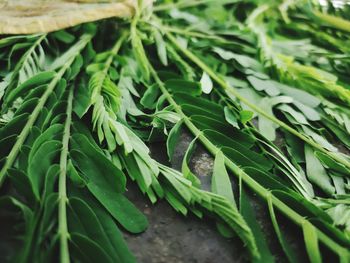 Close-up of fresh green leaves