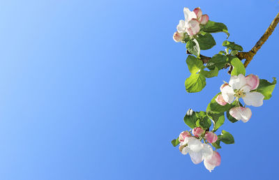 Low angle view of cherry blossom against clear blue sky