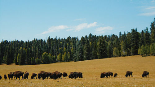 Horses on trees against sky