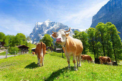 Cows on field by mountains against sky