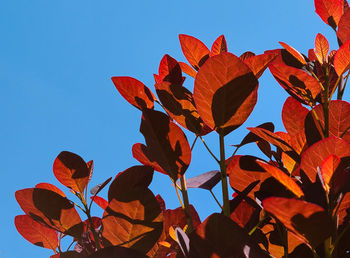 Low angle view of autumn leaves against clear blue sky