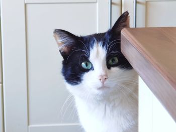 Close-up portrait of a cat