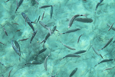 Full frame shot of fish swimming in water