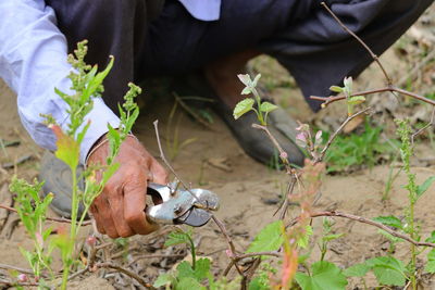 A farmer or man pruning or cutting dry branch of grape plant with cutter , gardening concept