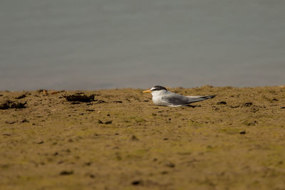 High angle view of seagull on beach