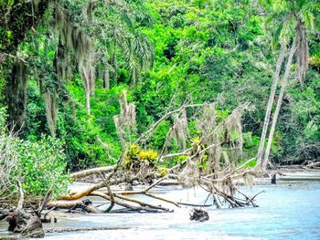 River in forest