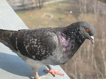 Close-up of pigeon perching