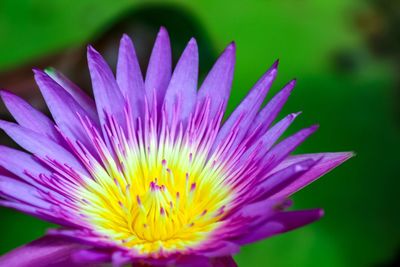 Close-up of pink flower