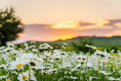 Close-up of flowering plants on field during sunset