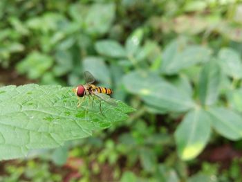 Close-up of insect on leaf