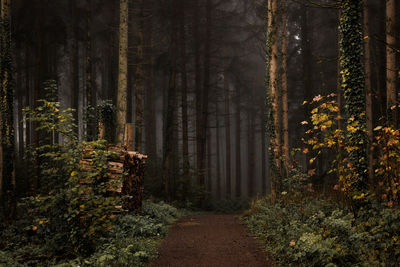 Trees in forest