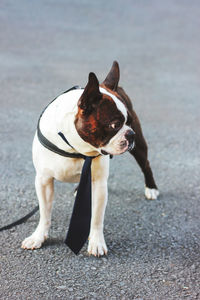 Cute dog boston terrier in tie on grey background