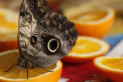 Close-up of orange butterfly on table