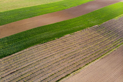 Scenic view of agricultural field