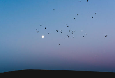 Low angle view of birds flying in sky