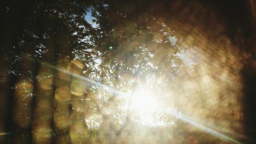 Sunlight streaming through trees in forest