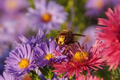 Close-up of bee/ hornet pollinating on purple flower