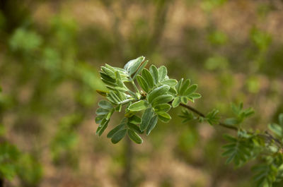 Close-up of fresh green plant on field